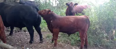 Plemenné býky Aberdeen Angus