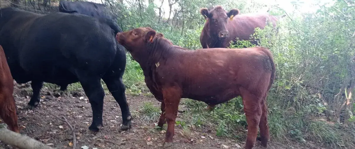 Plemenné býky Aberdeen Angus