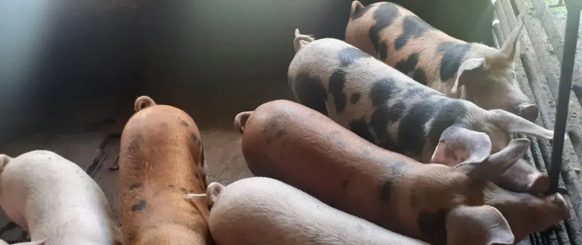 Domáce jatočné ošípané