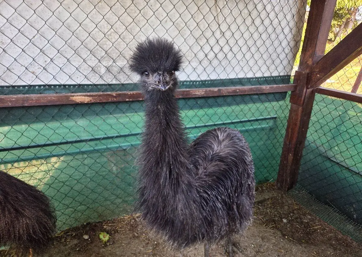 Pštros EMU