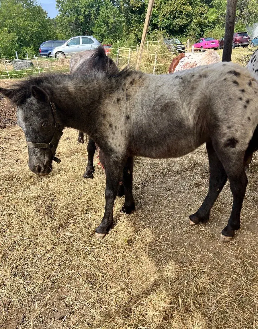 Miniappaloosa, kobylka