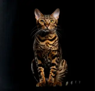 Bengalska mačka