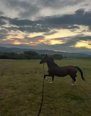 Športového Pony Valacha