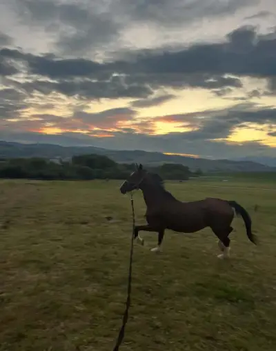 Športového Pony Valacha