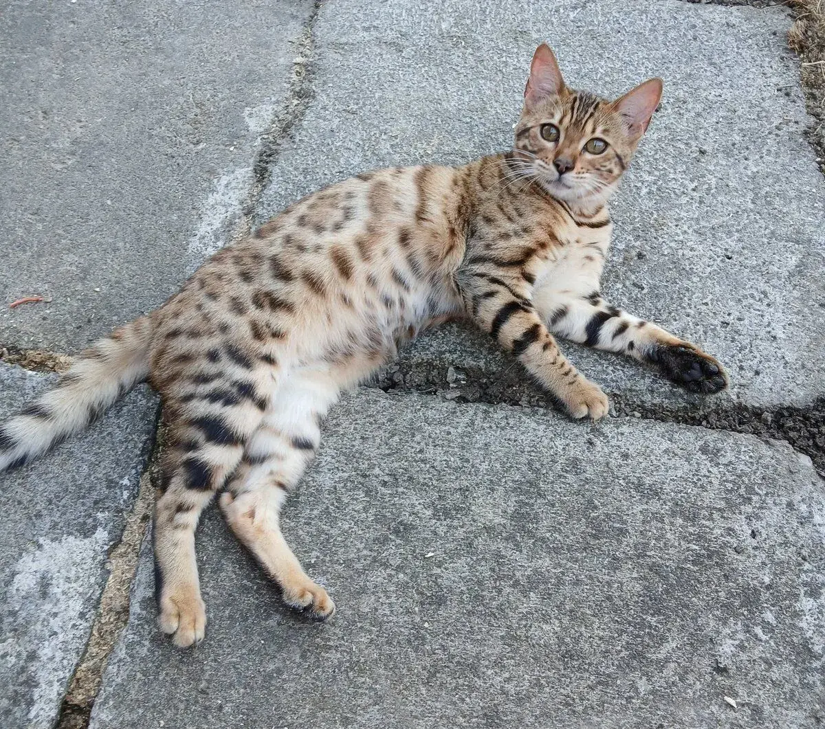 bengal bengalska macka bengalske maciatka