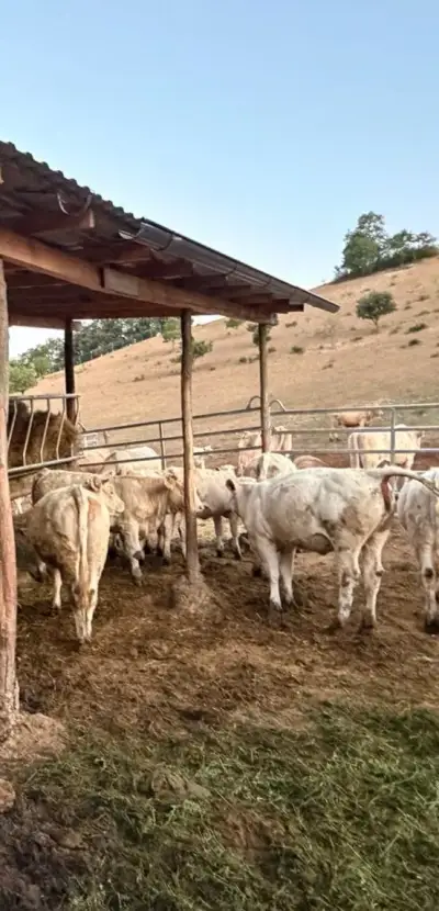 Jalovičky charolais Znížená cena