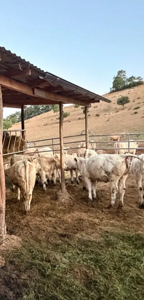 Jalovičky charolais Znížená cena