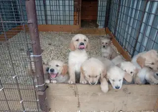 Zlatý retriever šteniatka