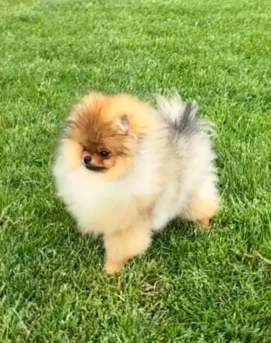 Pomeranian