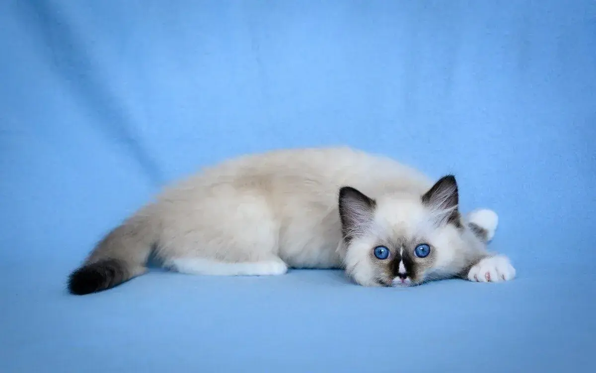 Mačiatka Ragdoll s PP