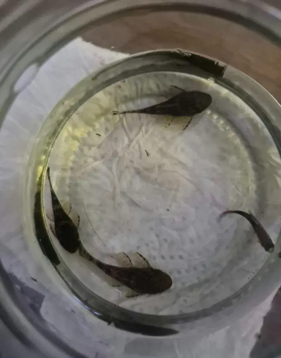 Prísavník obyčajný - Ancistrus sp.