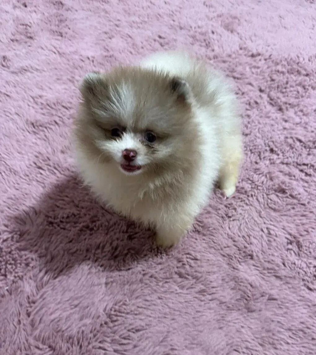 Pomeranian s pp