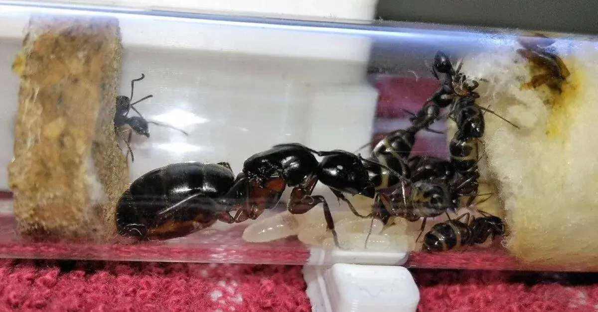 Mravce Camponotus herculeanus vhodné pre začiatočníka
