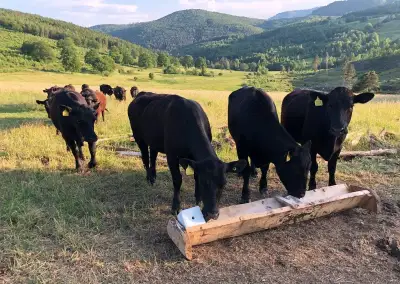 Chovné mladé kravy Aberdeen Angus 100 %