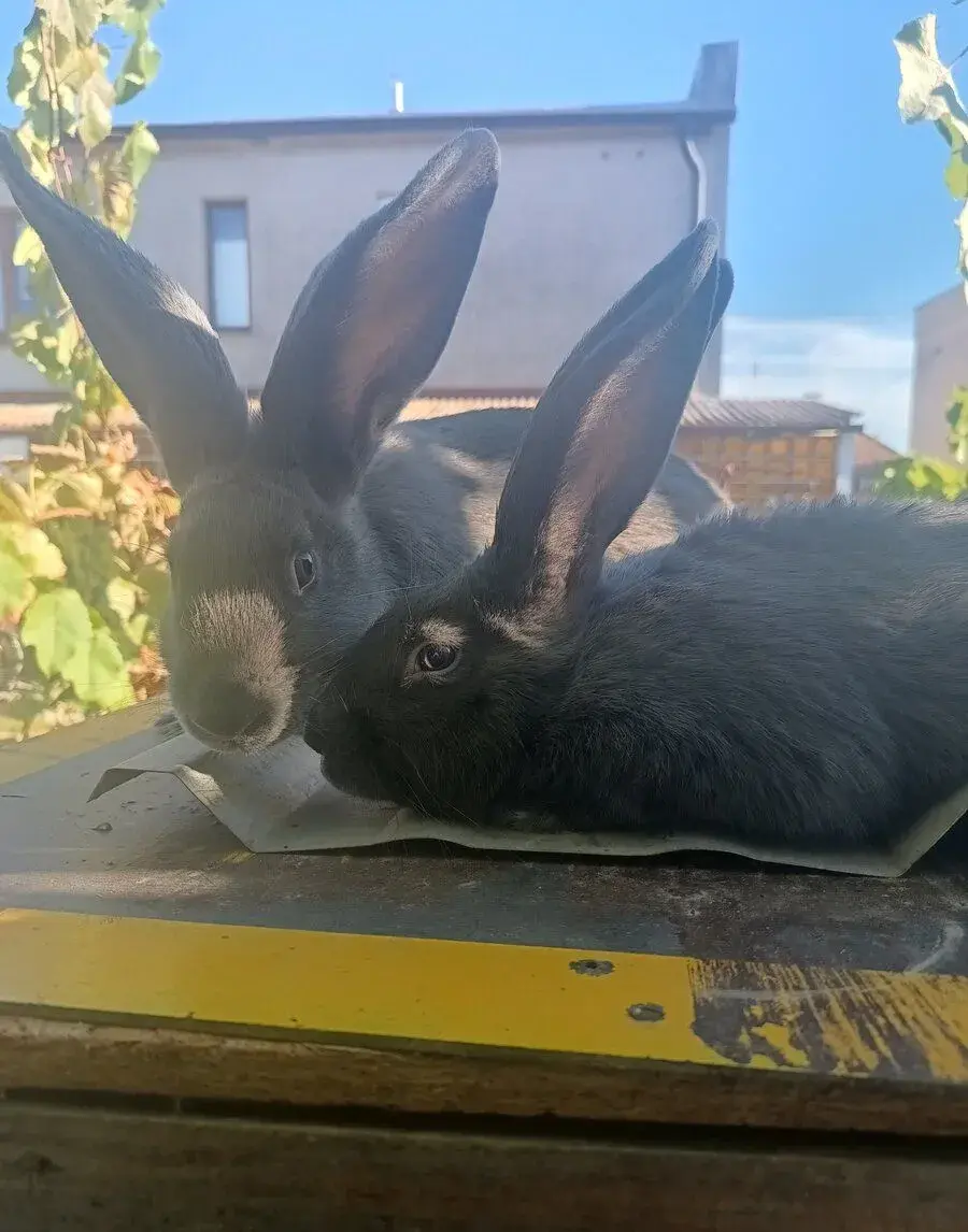 Kraliky