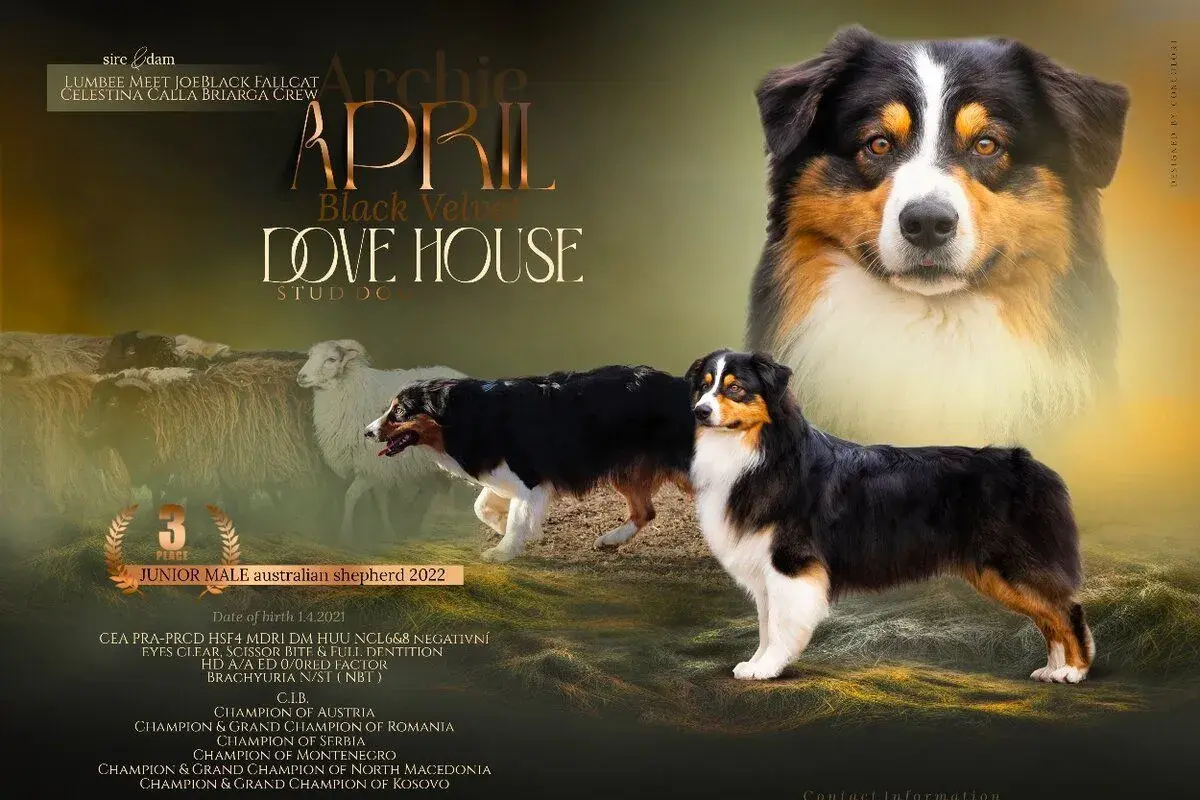 Archie – ponuka na krytie