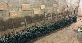 Viničové sadenice / Sadenice viniča / Štepy