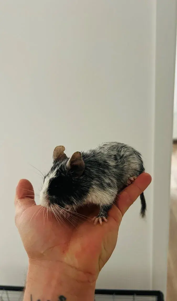 Osma degu