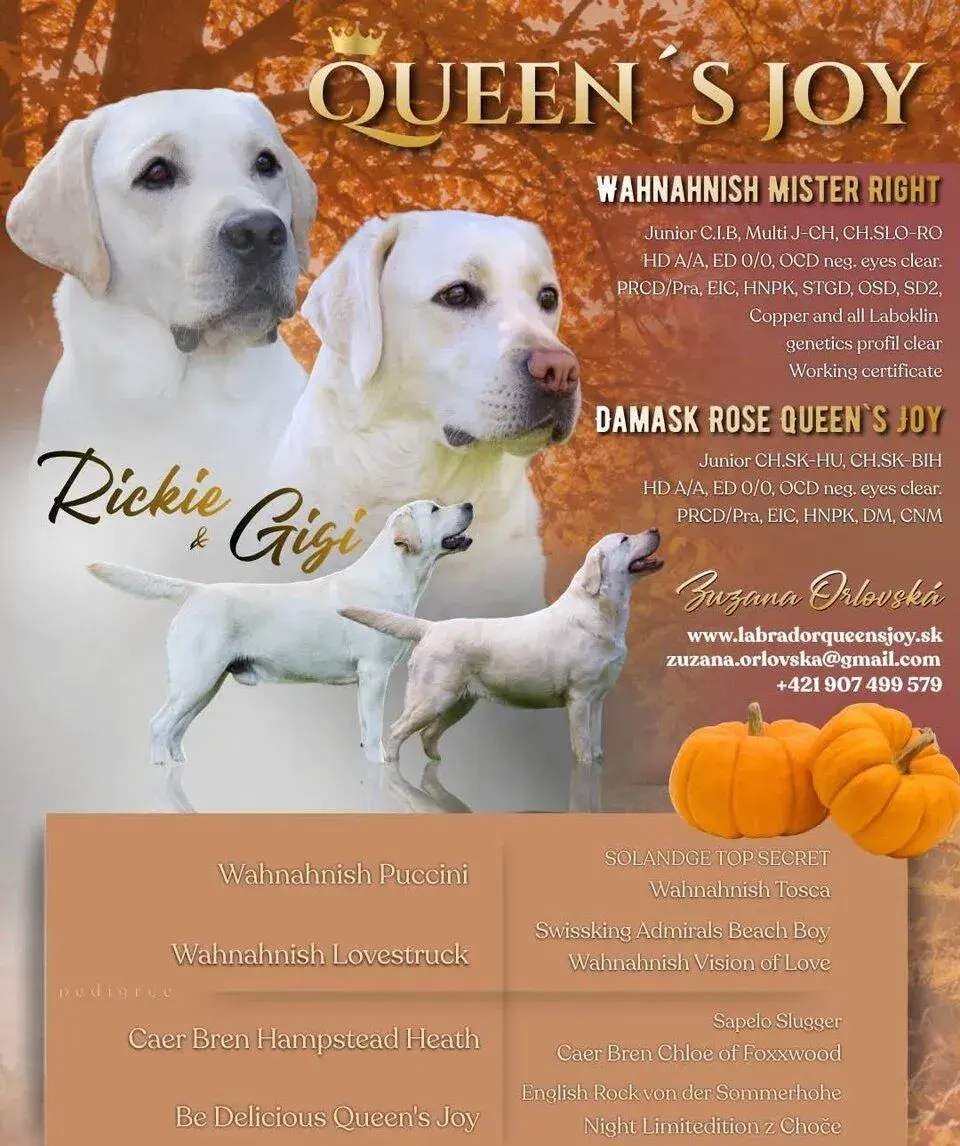 Labrador žlté šteniatka s PP