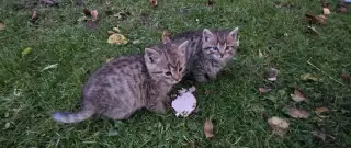 Darujeme maciatka (3 tigrovane a 1 cierne)