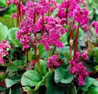 Bergenia