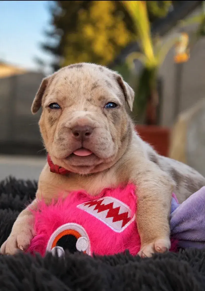 American Bully XL