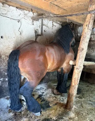 Tažny kôň