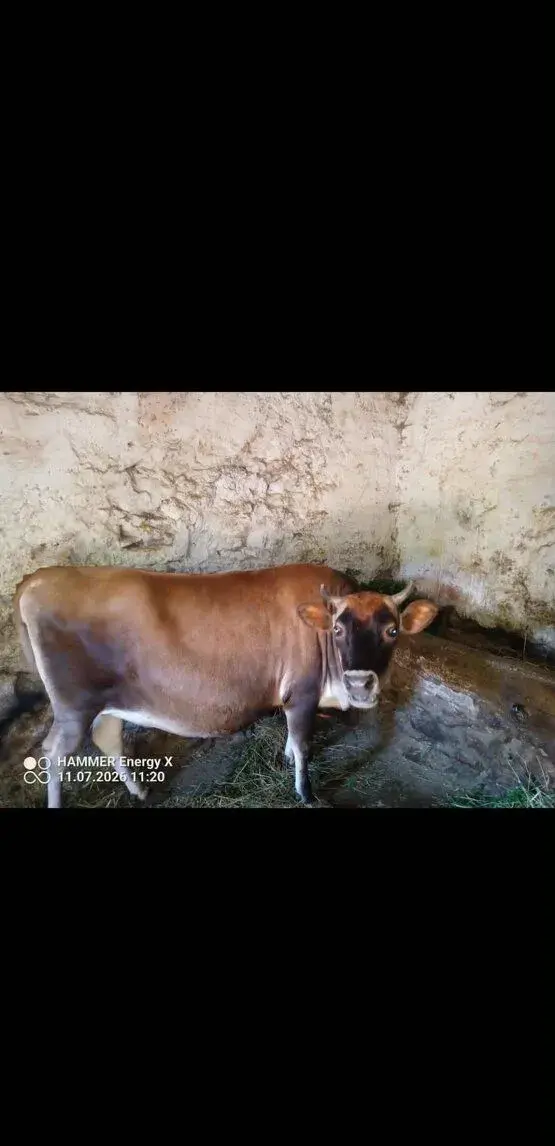 2 ročná jalovica