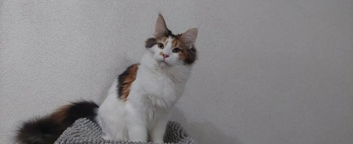 Mainská mývalia Maine coon Mco mačka mačiatka