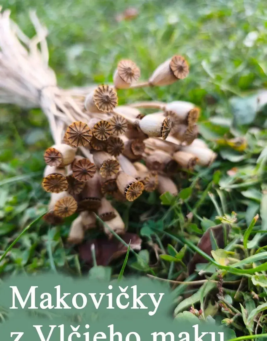 Sušené kvety, makovičky a trávy