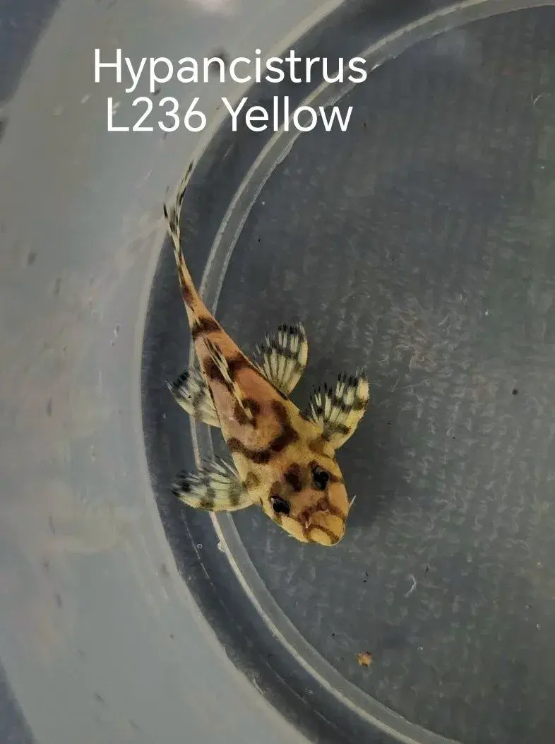 ‼️ Hypancistrus L236 super Yellow ‼️