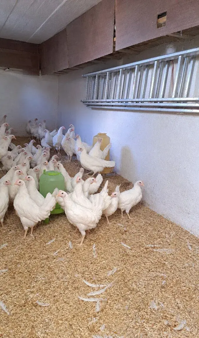 Vysokoznáškové nosnice Leghorn