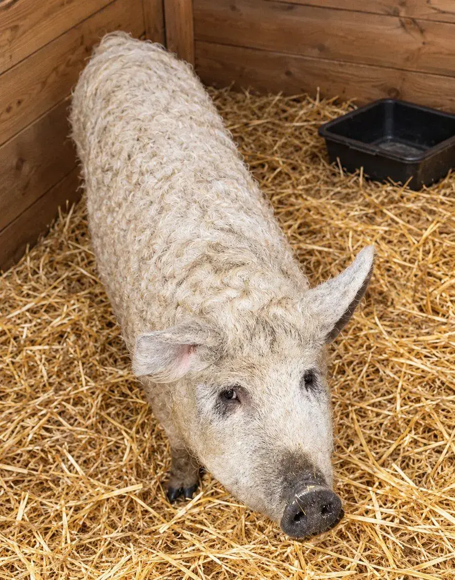 Mangalica, prasa, prasiatka, Mangalice prasiatko
