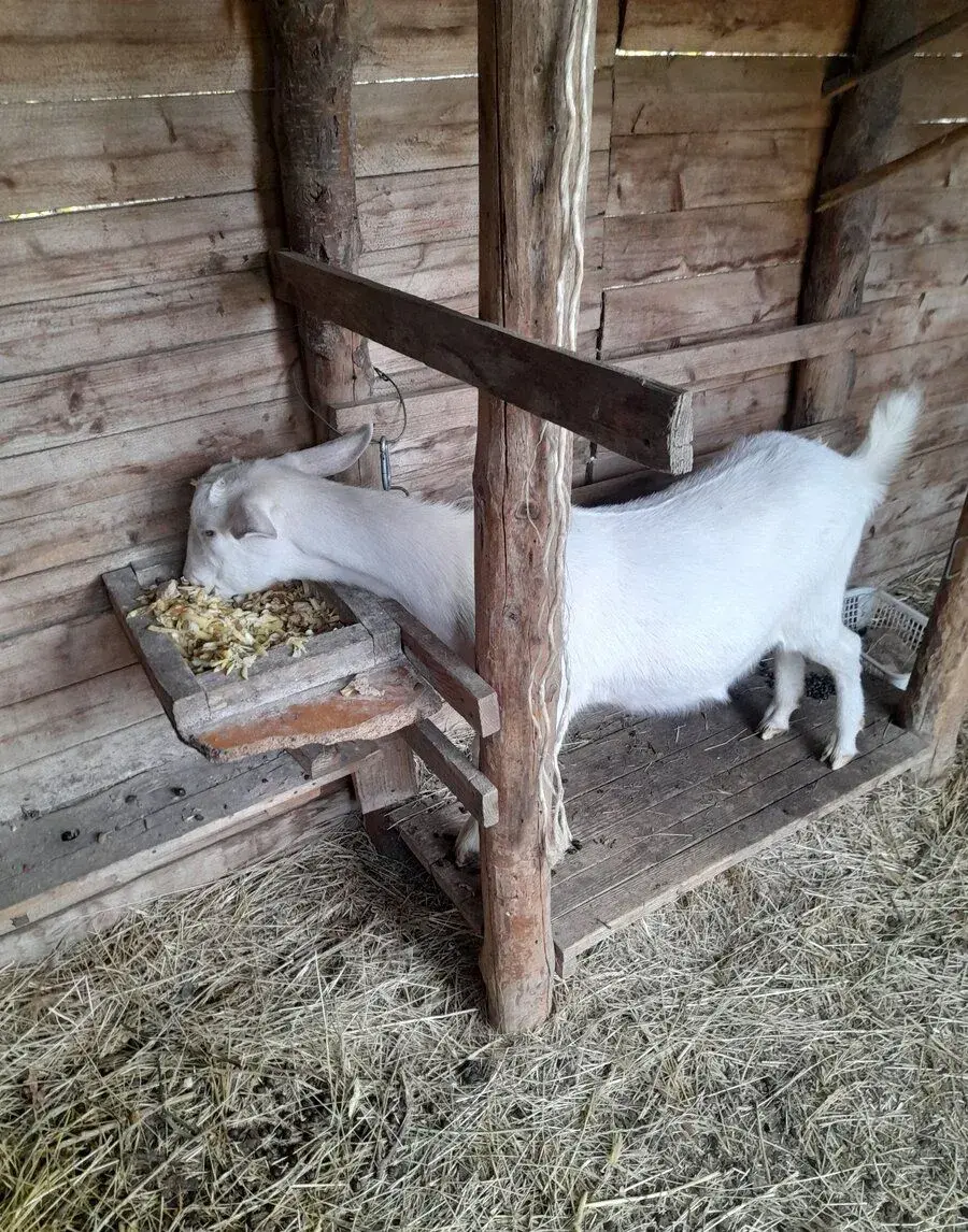 Kozičku