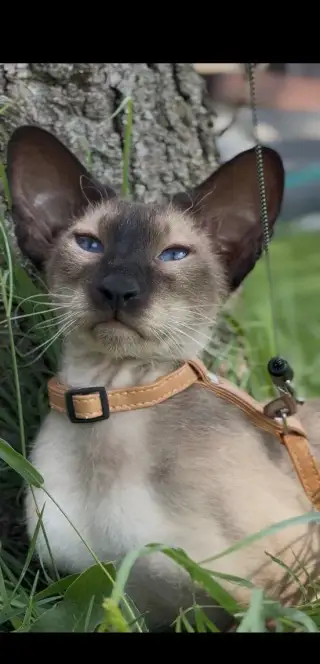 Peterbald brush/curly s PP