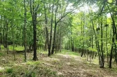 Do nájmu lesné pozemky.