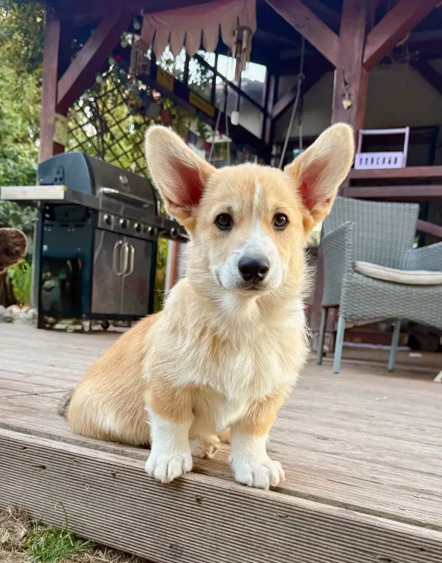 Welsh corgi pembroke s PP