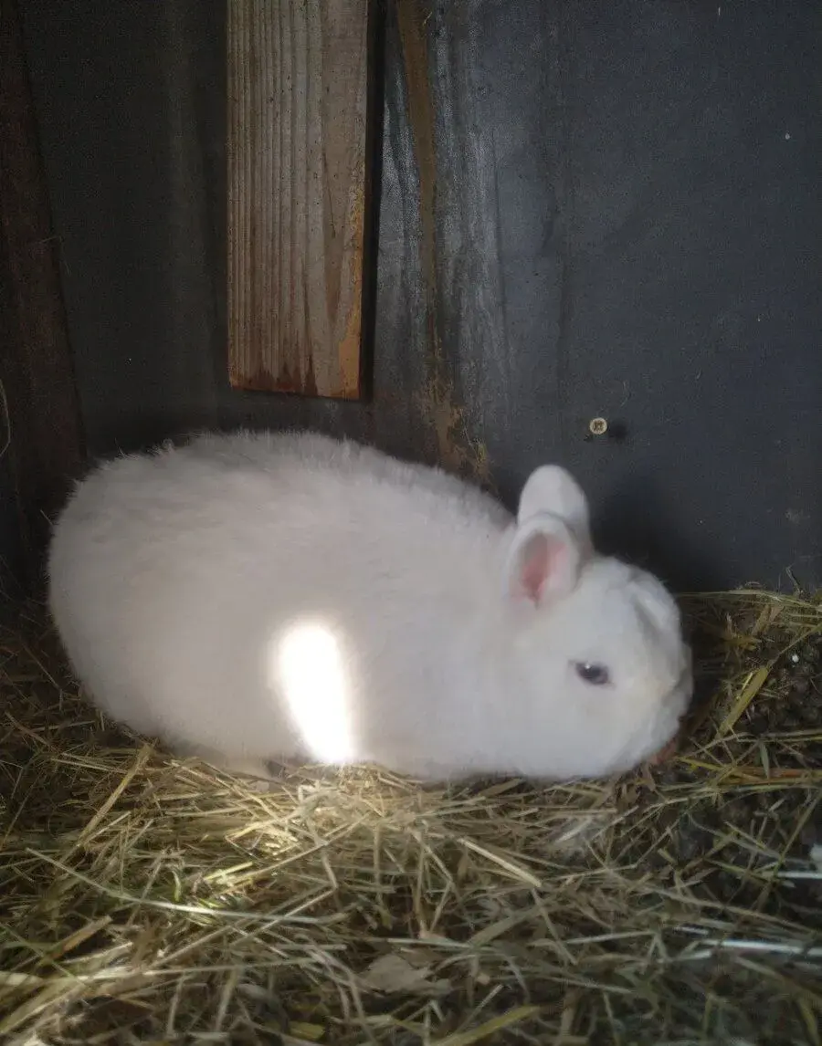 Chovný pár hermelínov