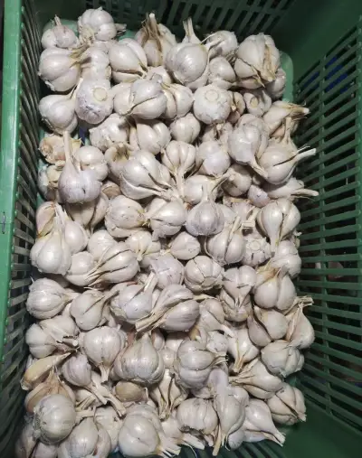 Cesnak