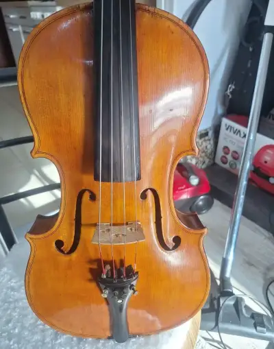 Viola