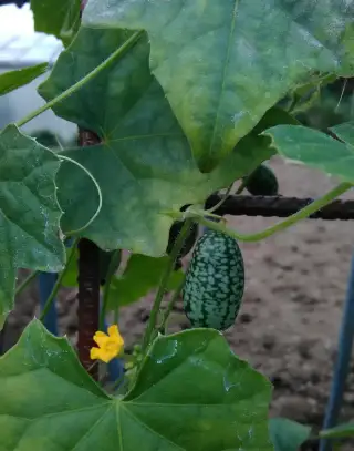 Melotria scabra (Cucamelon) - semená