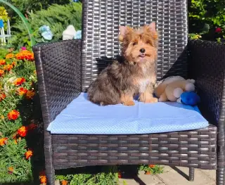 Yorkshire terrier