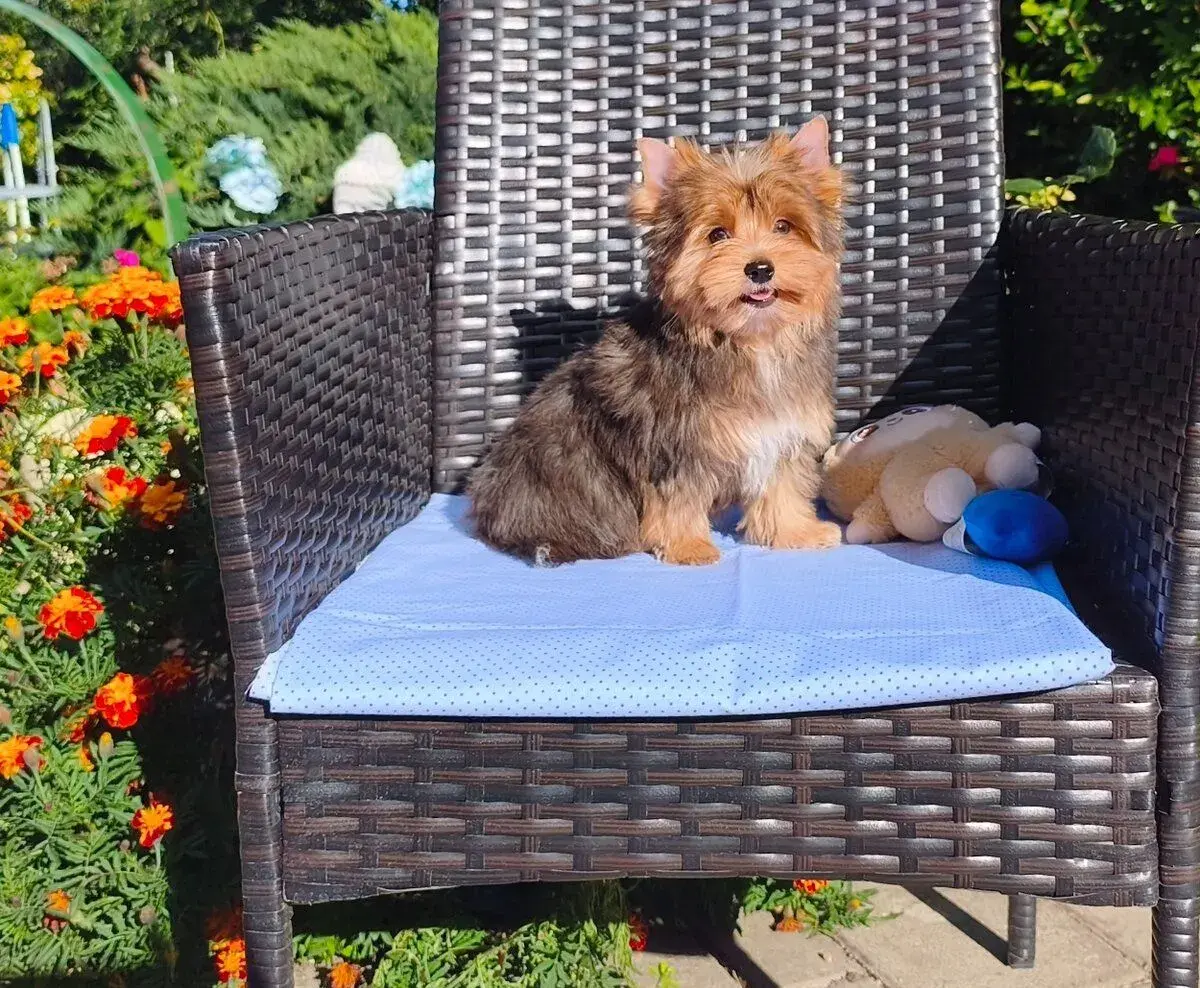 Yorkshire terrier