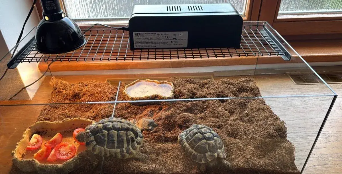 Testudo hermanni suchozemská korytnačka