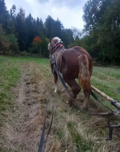 Žrebec