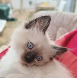 Prítulného kocúrika Ragdoll