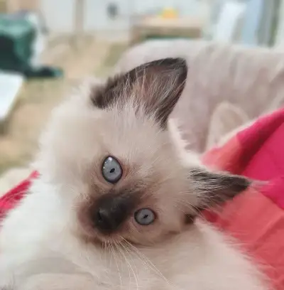 Prítulného kocúrika Ragdoll