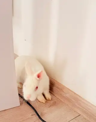 🐰 Na predaj: bieleho zajačika