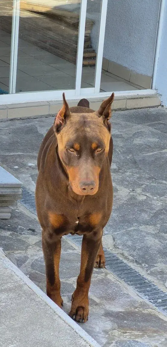 Doberman hnedý