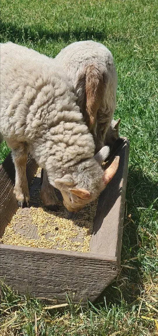 Mini barancek